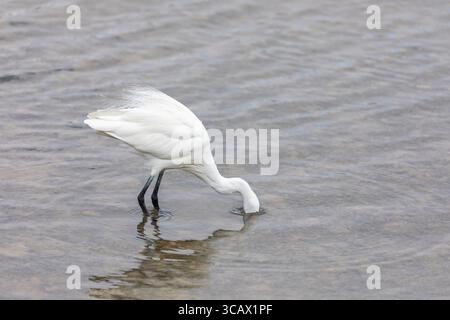 Little Egret; Egretta garzetta; pesca; Head in Water; UK Foto Stock