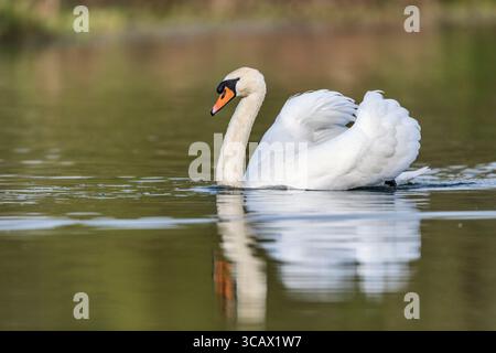 Mute Swan; Cygnus olor; nuoto; Regno Unito Foto Stock