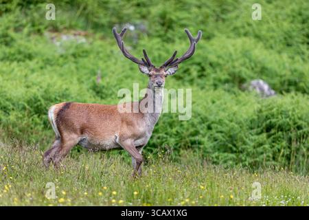 Cervo rosso; cervo elafo; cervo; cervo; cervo; velluto; Regno Unito Foto Stock
