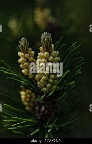 I pineconi annidati tra i rami, simbolo dell'inverno e della resilienza nella foresta. I loro toni terrosi e la consistenza aggiungono profondità al paesaggio naturale. Foto Stock
