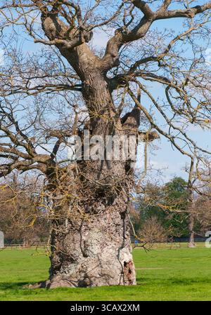 Antica quercia senza fogliame all'inizio della primavera Inghilterra Regno Unito Foto Stock