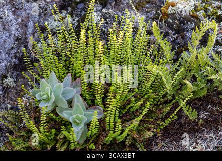 Maidenhair spleenwort Foto Stock