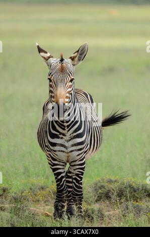 Una maestosa Cape Mountain Zebra sorge in modo prominente nel lussureggiante paesaggio verde del Mountain Zebra National Park, osservando i suoi dintorni. Foto Stock