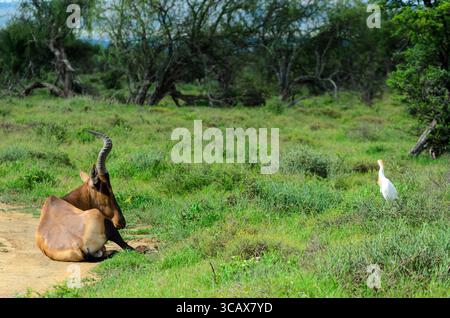 Un Bontebok poggia su un sentiero sterrato con una Egret di bestiame che si erge nell'erba verde del Mountain Zebra National Park. Foto Stock
