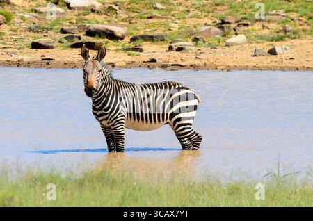 Una suggestiva Mountain Zebra si erge parzialmente sommersa in un tranquillo stagno del Mountain Zebra National Park, magari rinfrescandosi o idratando. Foto Stock