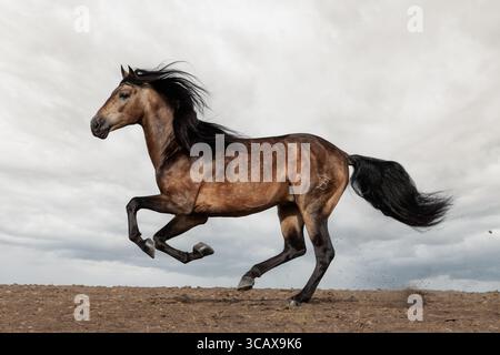 Il cavallo spagnolo puro (pura Raza Espaola) è un'antica razza della penisola iberica in Spagna e strettamente imparentata con il Lusitano. Foto Stock