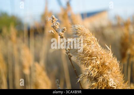 Primo piano della sommità di una canna secca e di un ramoscello secco di una pianta soffiata dal vento Foto Stock