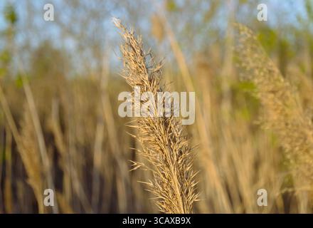 Primo piano della cima di una canna secca sotto i raggi del sole della sera Foto Stock