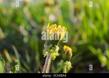 Chiusura del dente di leone sotto i raggi del sole serale da vicino Foto Stock