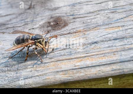 Una spatola di legno sulla superficie di un tabellone Foto Stock