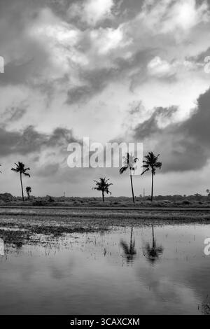 Gli alberi si ergono alti sotto un drammatico cielo monsonico, i loro riflessi si riversano dolcemente nei campi allagati del rurale West Bengal Foto Stock