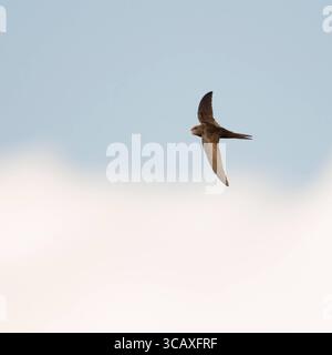 DATA DI REGISTRAZIONE NON INDICATA Akrobaten der Lüfte... Mauersegler Apus apus im Flug, hält sich außerhalb der Brutzeit für etwa zehn Monate nahezu ohne Unterbrechung in der Luft auf, schläft im Flug *** comune Swift Apus apu in volo di fronte al cielo nuvoloso blu, fauna selvatica, Europa. Nordrhein-Westfalen Deutschland, Westeuropa Foto Stock