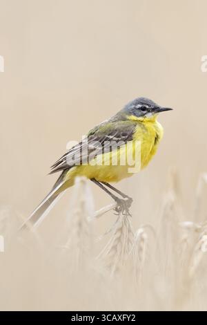 Coda di cavallo gialla / Wiesenschafstelze ( Motacilla flava ), maschio adulto in abito da riproduzione, arroccato su orzo maturo, seduto in un campo di grano, fauna selvatica Foto Stock