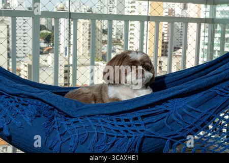Shih Tzu di 3,5 anni adagiato su un'amaca blu sul balcone dell'edificio. Foto Stock