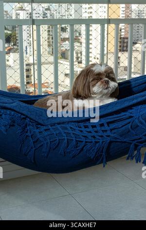 Shih Tzu 3,5 anni addormentato su un'amaca blu verticale. Foto Stock
