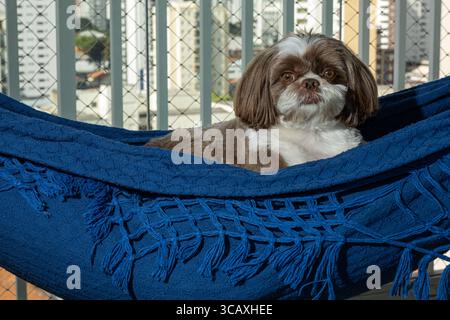 Shih Tzu, 3,5 anni, giace su un'amaca blu e fissa la macchina fotografica. Foto Stock