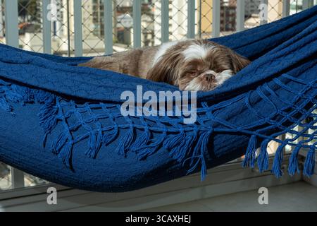 Shih Tzu, 3,5 anni sonnolento, con la testa appoggiata su un'amaca blu. Foto Stock