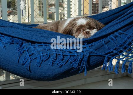 Shih Tzu di 3,5 anni con la testa appoggiata su un'amaca blu e che fissa la macchina fotografica. Foto Stock