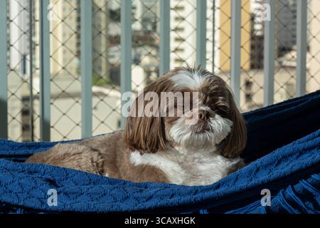 Shih Tzu di 3,5 anni sdraiato su un'amaca blu. Foto Stock