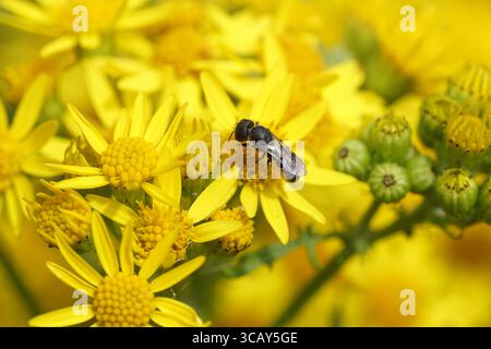 Ape femmina a testa larga Resin Bee Heriades truncorum, famiglia Megachilidae. Fiori di ragmosto comune (Jacobaea vulgaris). August, Paesi Bassi. Foto Stock