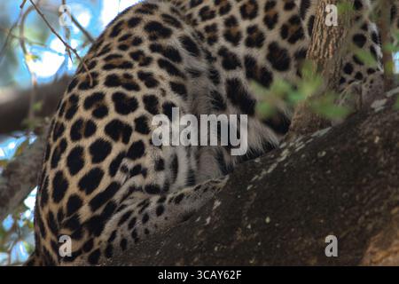 Fianco laterale di un leopardo seduto su un albero, con le sue rosette e macchie visibili. Pelle leopardata, stampa leopardata. Parco nazionale di Murchison in Uganda Foto Stock
