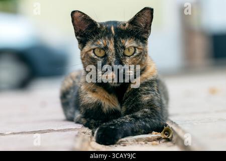 Primo piano di un gatto di strada di tartaruga steso su una superficie pavimentata a Gran Canaria. Foto Stock