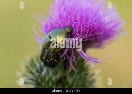 Coleottero verde metallizzato sul fiore del cardo viola, foto macro di insetto impollinatore nell'habitat naturale, vivace flora e fauna selvatiche da vicino Foto Stock