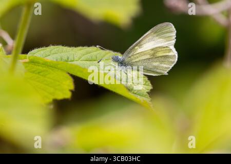 La Cryptic Wood White (Leptidea juvernica) è una delicata farfalla che si trova in Irlanda. Si nutre di legumi come Meadow Vetchling e Bird's-Foot Trefoi Foto Stock