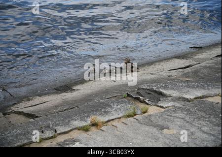 Anatra madre e 2 anatroccoli lungo il fiume Delware a camden NJ Foto Stock