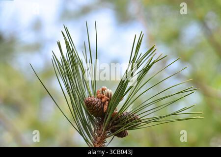 Primo piano di boccioli di pino (coni) e aghi verdi freschi Foto Stock