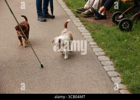 Due cani piccoli stanno annusando un bastone sul marciapiede Foto Stock