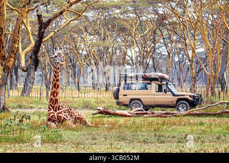 Giraffa vicino al safari car nel Parco Nazionale, Kenya. Safari. Foto Stock