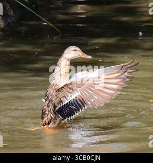 Questa immagine raffigura un'anatra Mallard in piedi in acqua torbida, che si estende verso l'esterno, mostrando lo speculum blu iridescente e il bordo bianco sulle sue piume di volo. Il suo corpo marrone e strisciato è bagnato dall'acqua. Lo sfondo è costituito da acqua scura e increspata, che suggerisce un laghetto o un ruscello lento. Foto Stock