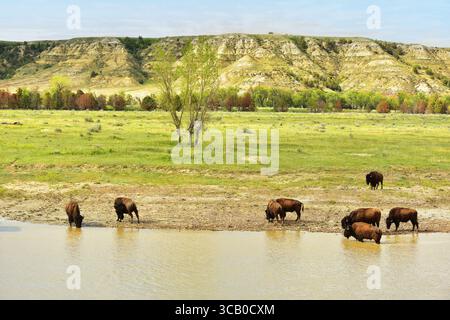 American Bson lungo il fiume Little Missouri al Teddy Roosevelt National Park. 27 maggio 2025 Foto Stock