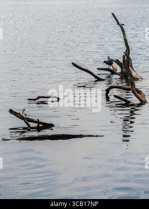 Piccola ciotola eurasiatica situata sui rami di un albero sommerso nel lago di Ellesmere nello Shropshire Foto Stock