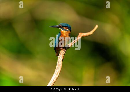 07.08.2025, Landsberg am Lech Bayern, Ein Eisvogel Alcedo atthis bei der Futtersuche auf einem AST in den Lech-Auen. 07.08.2025 Eisvogel 07.08.2025 Eisvogel *** 07 08 2025, Landsberg am Lech Bavaria , A kingfisher Alcedo atthis foraging in un ramo delle pianure alluvionali di Lech 07 08 2025 Kingfisher 07 08 2025 Kingfisher Foto Stock