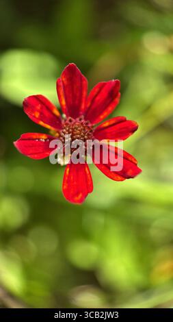 fotografia macro con fiori rossi calliopsi. Foto Stock