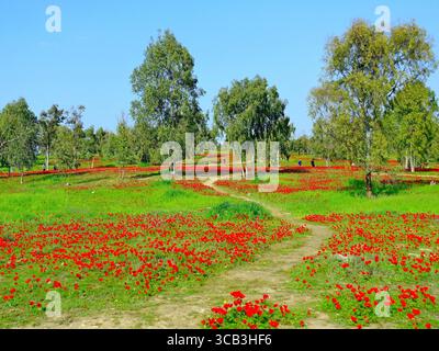 Paesaggio con un sentiero tortuoso nel mezzo di una radura coperta da fiori di anemone rosso brillante che fioriscono ogni primavera nel sud di Israele Foto Stock