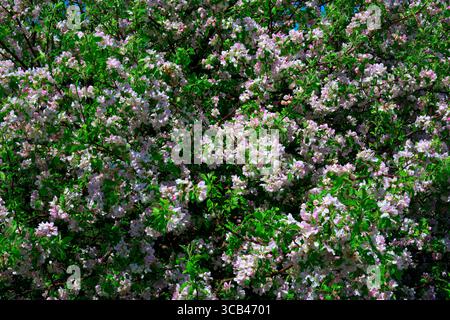 Un'immagine orizzontale a grandezza naturale di mele selvatiche in fiore su un albero nel parco provinciale di Beaumont sull'Isola del Principe Edoardo in Canada. Foto Stock