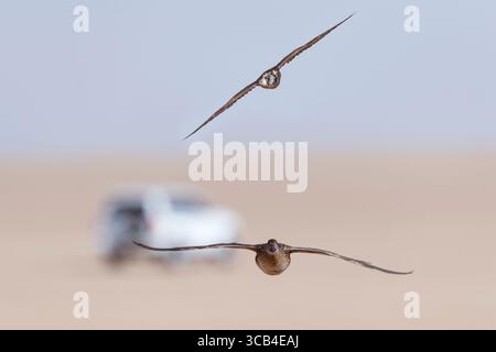 Un falco durante un addestramento di falconeria nel deserto di Riyadh, Arabia Saudita. Foto Stock