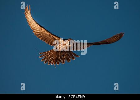 Un falco durante un addestramento di falconeria nel deserto di Riyadh, Arabia Saudita. Foto Stock