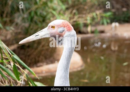 La Brolga è di colore grigio pallido con un'evidente toppa rossa-arancione sulla testa con una rugiada nera appesa sotto il mento Foto Stock