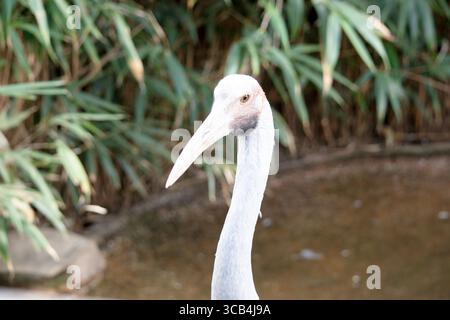 La Brolga è di colore grigio pallido con un'evidente toppa rossa-arancione sulla testa con una rugiada nera appesa sotto il mento. Foto Stock