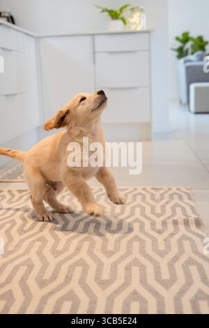 Il cucciolo Golden retriever sta giocando su un tappeto geometrico vicino agli armadi della cucina con piante in vaso Foto Stock