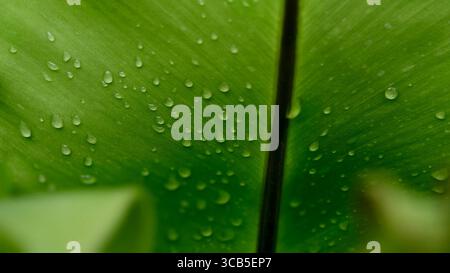 Foto macro di una foglia verde brillante. La superficie della foglia è ricoperta da numerose piccole goccioline d'acqua frizzante, che suggeriscono rugiada mattutina o recente Foto Stock