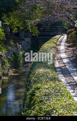 Percorso filosofo lungo il canale di diramazione del lago Biwa circondato da vegetazione lussureggiante e alberi sporgenti, Kyoto, Giappone Foto Stock