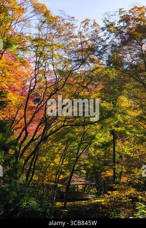 Un ambiente tranquillo caratterizzato da un piccolo padiglione in legno circondato da vibranti alberi autunnali, che catturano l'incredibile miscela di colori rosso, arancio e verde Foto Stock