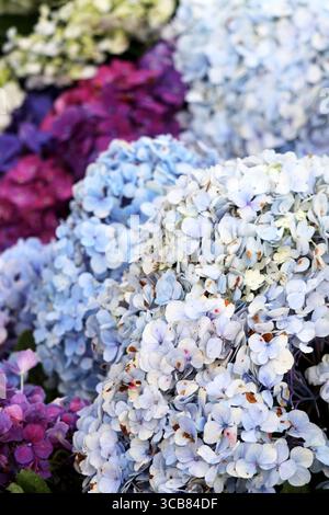 I fiori di Hydrangea sono leggermente tossici se mangiati perché tutte le parti della pianta contengono glucosidi cianogeni. Foto Stock