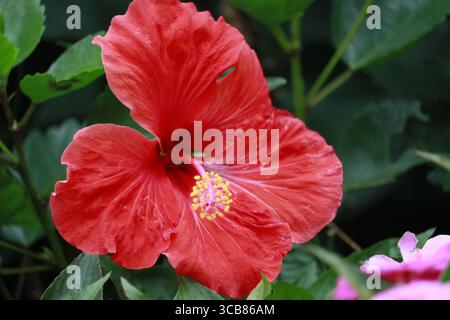 I fiori di ibisco sono a forma di tromba, con fiori di diametro compreso tra 6 e 20 cm. La pistola si estende dalla base del fiore. Foto Stock