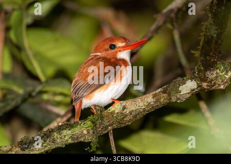 Madagascar Pygmy Kingfisher arroccato sull'albero Foto Stock